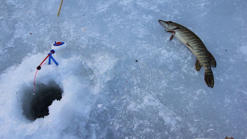 https://thumbs.dreamstime.com/b/ice-fishing-esox-lucious-big-winter-pike-caught-rattle-bait-fish-trophy-fish-snow-85246244.jpg