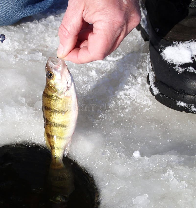 Perch Lies Snow Winter Ice Fishing — Stock Photo © FedBul #224221218