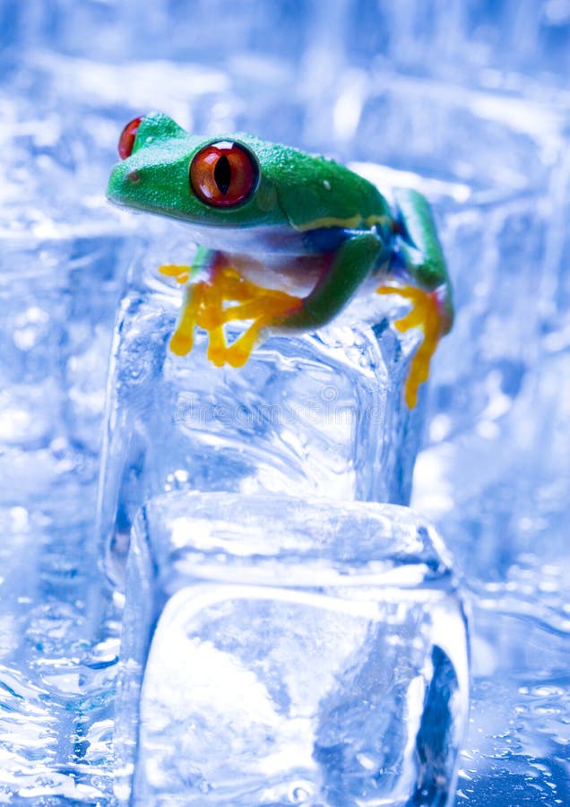 Ice frog