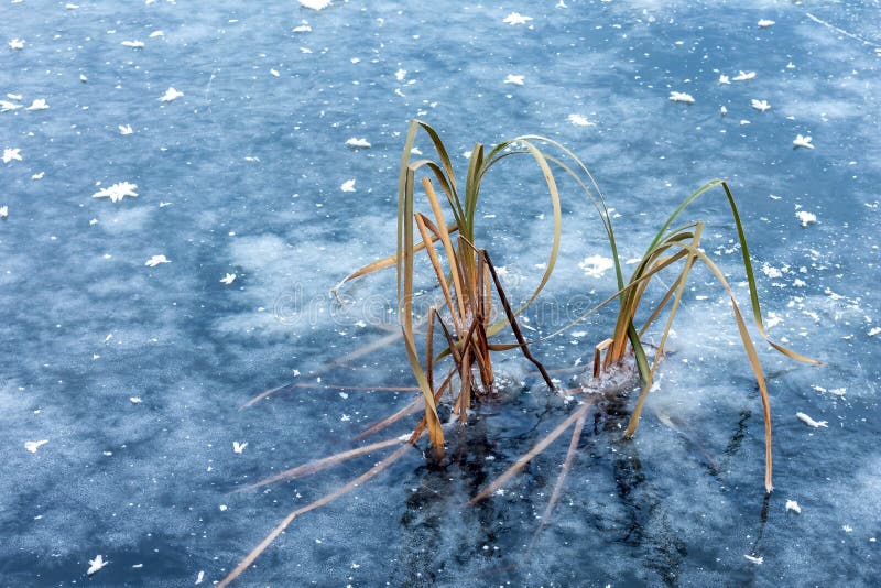 Frozen lake blue. A sharp unexpected decrease of temperature. The ice of a frozen lake with reeds. Decrease image stock images, royalty-free photos and pictures