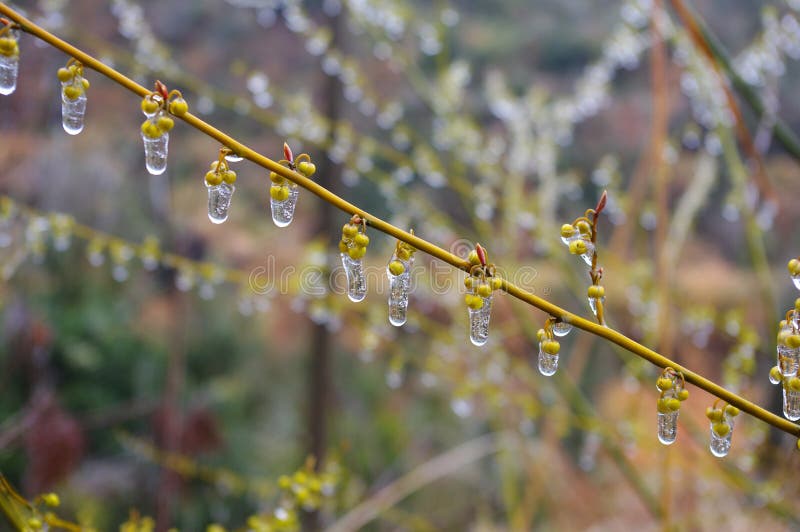 Ice on fruit stock image. Image of cliff, chinese, brightness 27345561