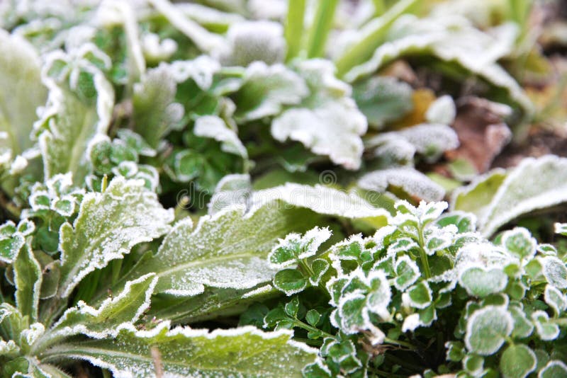 Ice on leaf