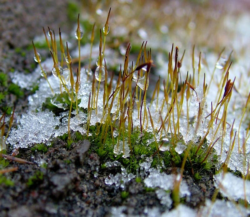 Ice On Plants 1 Picture. Image 62168