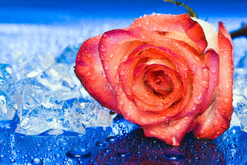 Ice with rose on blue