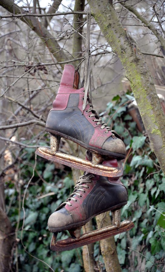 Ice Skates Hanging on a Tree Stock Photo Image of sport, skates 36315818