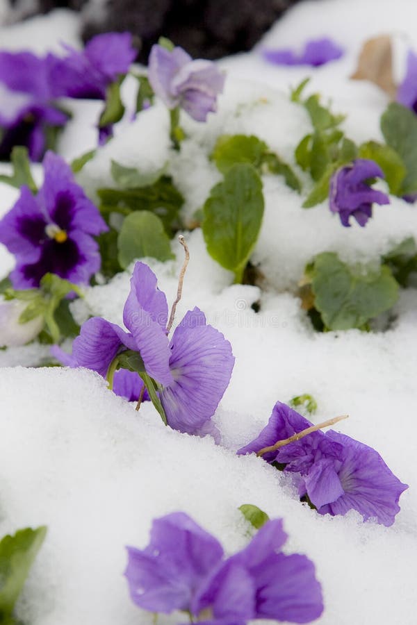 Ice & spring flowers royalty free stock photos