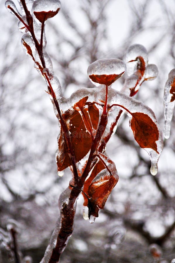 canadians brutal ice storm it city canadians brutal ice storm it city