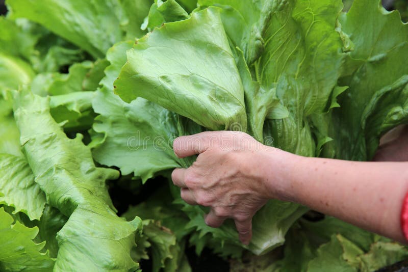 Iceberg Lettuce stock image. Image of bibb, organic, ingredient 54816009