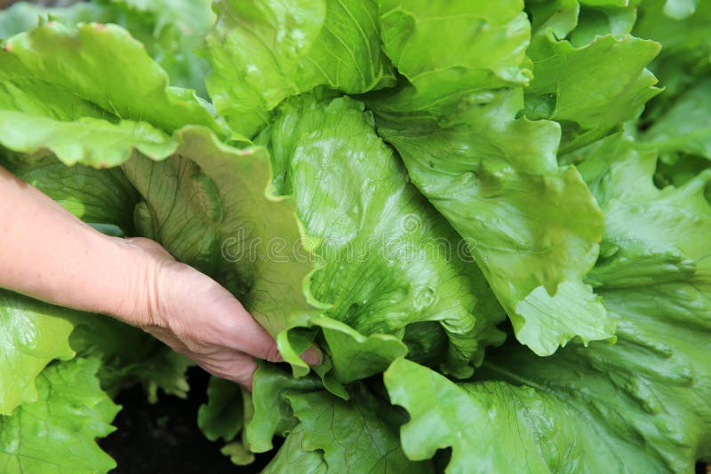 Iceberg Lettuce stock image. Image of bibb, organic, ingredient 54816009