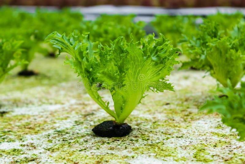 Iceberg Lettuce, Hydroponic Organic Stock Image Image of greenhouse