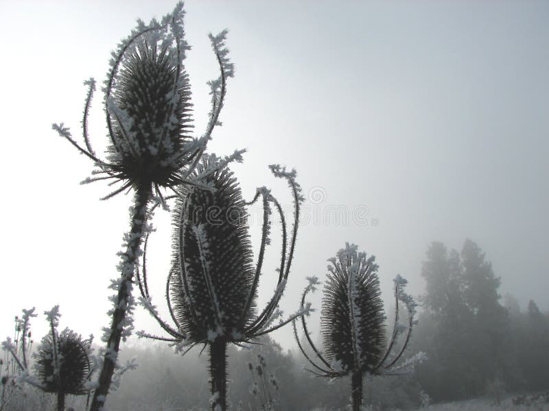 Iced Thistle