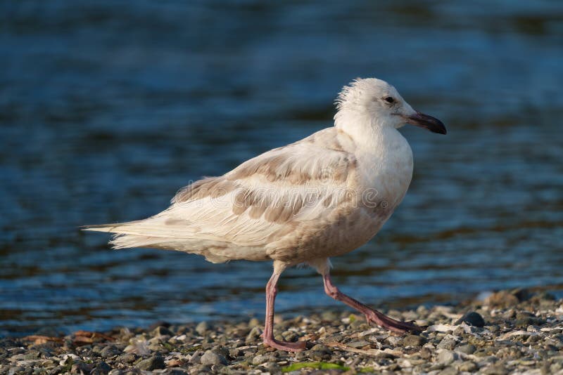 Iceland Gull resting at seaside