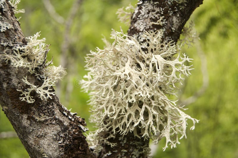 Icelandic moss: medicinal properties, recipes and reviews Icelandic moss is a fa