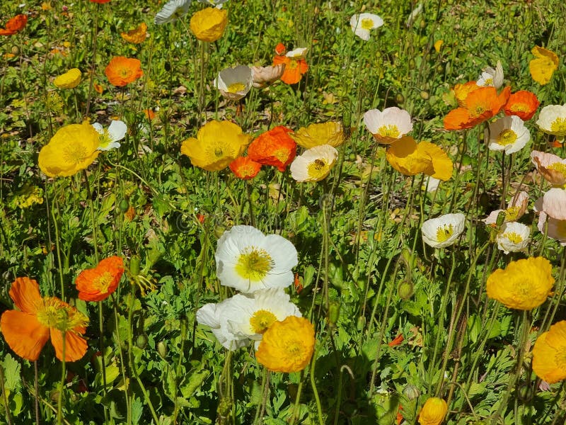 Iceland Poppy Papaver nudicaule orange and yellow flower in bloom