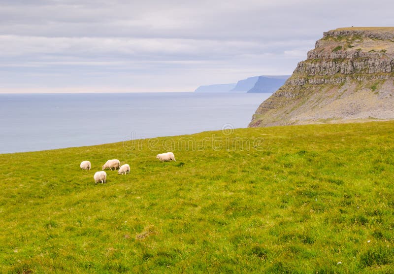 Iceland west fjord sheep
