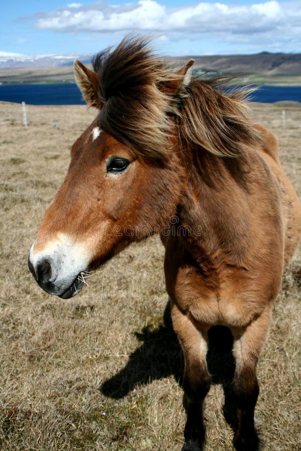 IcelandHorse_02