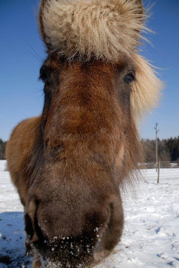 Icelandic horse