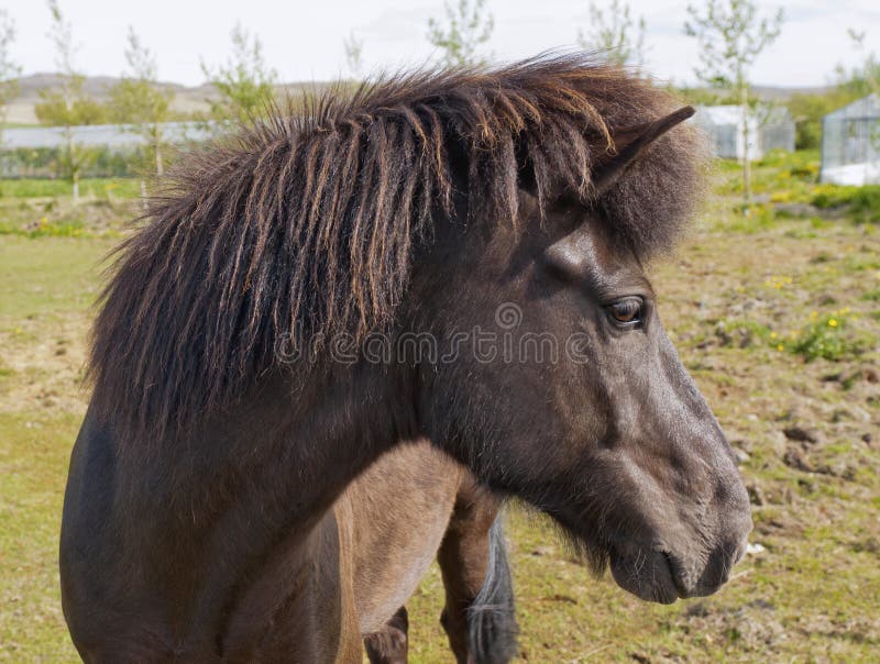 An Icelandic horse stock photo. Image of close, outdoor 28048922