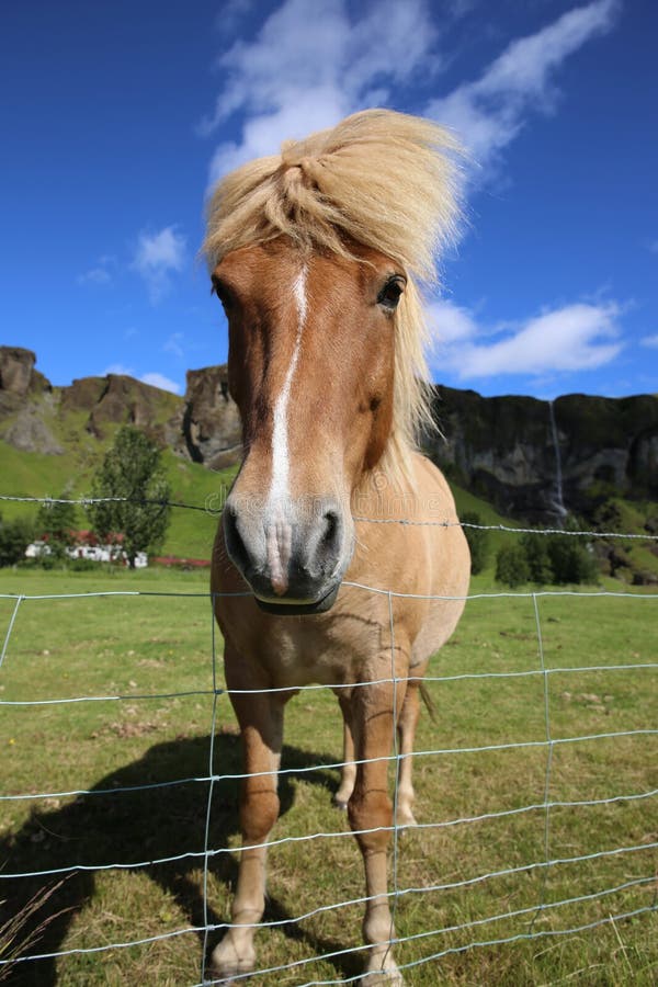 Icelandic Horse stock image. Image of equine, crest, horse 60571497