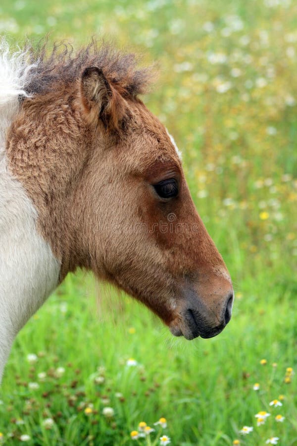 Icelandic horse foal stock photo. Image of face, eyes 13500218