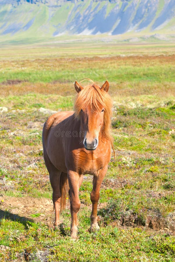 395 Reddish Brown Horse Photos - Free & Royalty-Free Stock Photos from Dreamstime