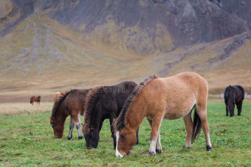 356 Icelandic Horses Eating Stock Photos Free & RoyaltyFree Stock Photos from Dreamstime