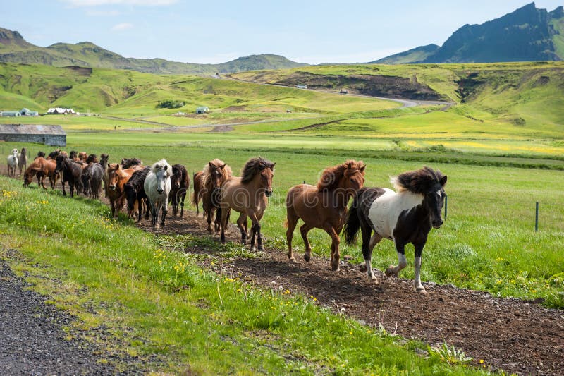 Icelandic horses galloping down a road, rural green landscape, Iceland