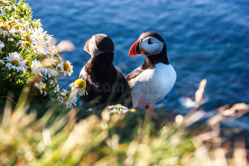 Icelandic Puffin bird couple standing in the flower bushes on the rocky cliff on a sunny day at Latrabjarg, Iceland, Europe