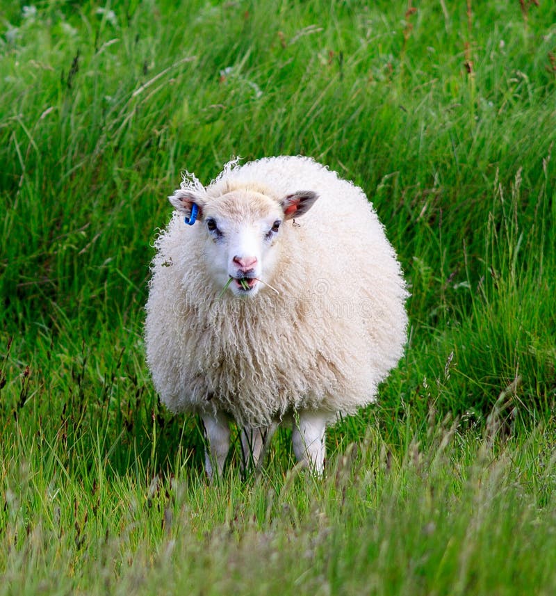 Icelandic sheep stock image. Image of head, meadow, copy 42547837
