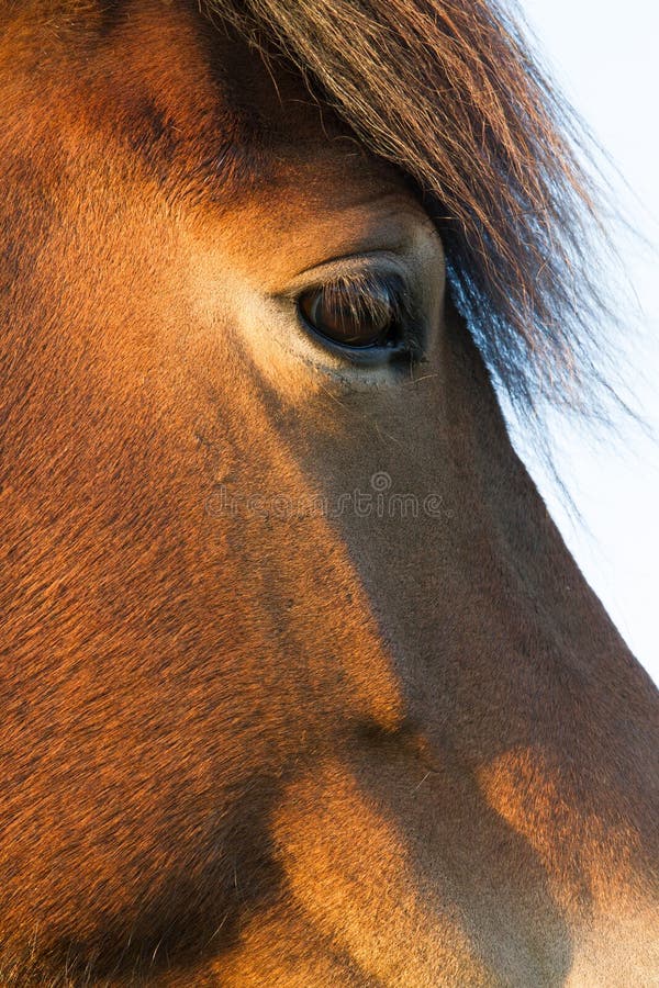 Icelandic лошадь