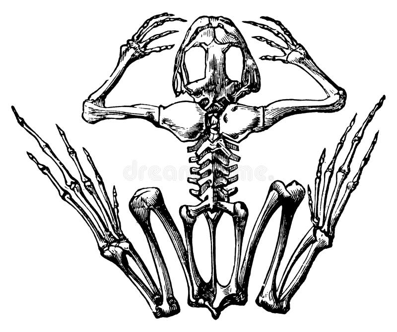 Das Skelett Von Amphibien Kröte Frosch Anatomie Vektor Vektor Abbildung -  Illustration von kröte, krächzen: 72114513