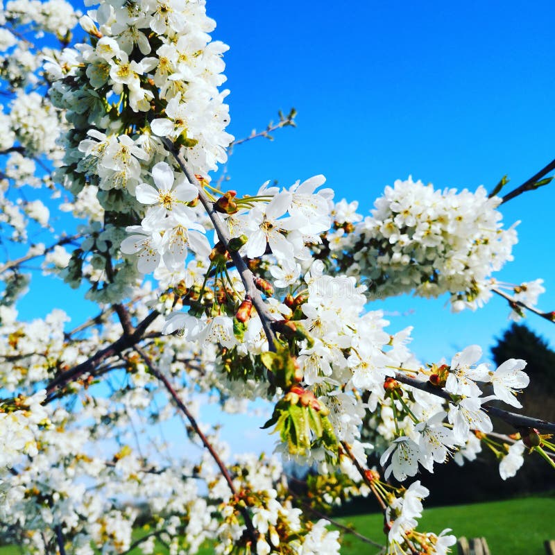 Ich glaube Frühling in der Luft stockbilder Ich glaube Frühling in der Luft stockbilder