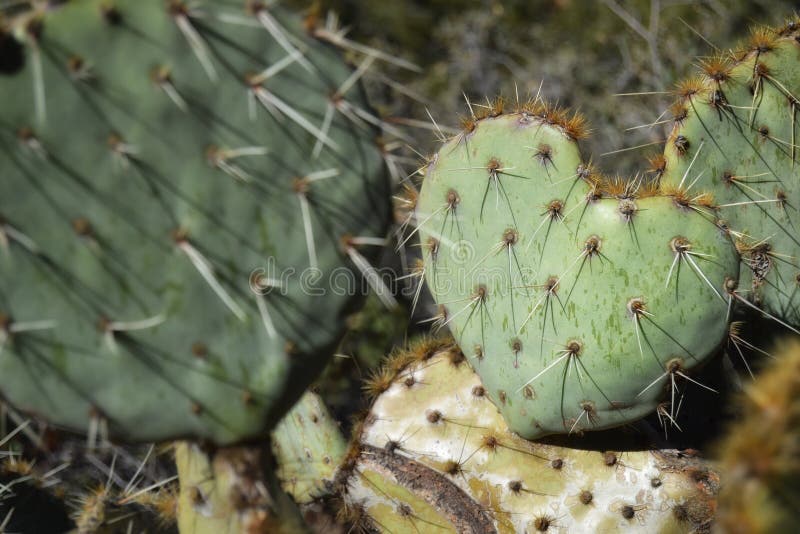 Ich liebe dich Kaktus stockfoto. Bild von karte, stachelig 38116468