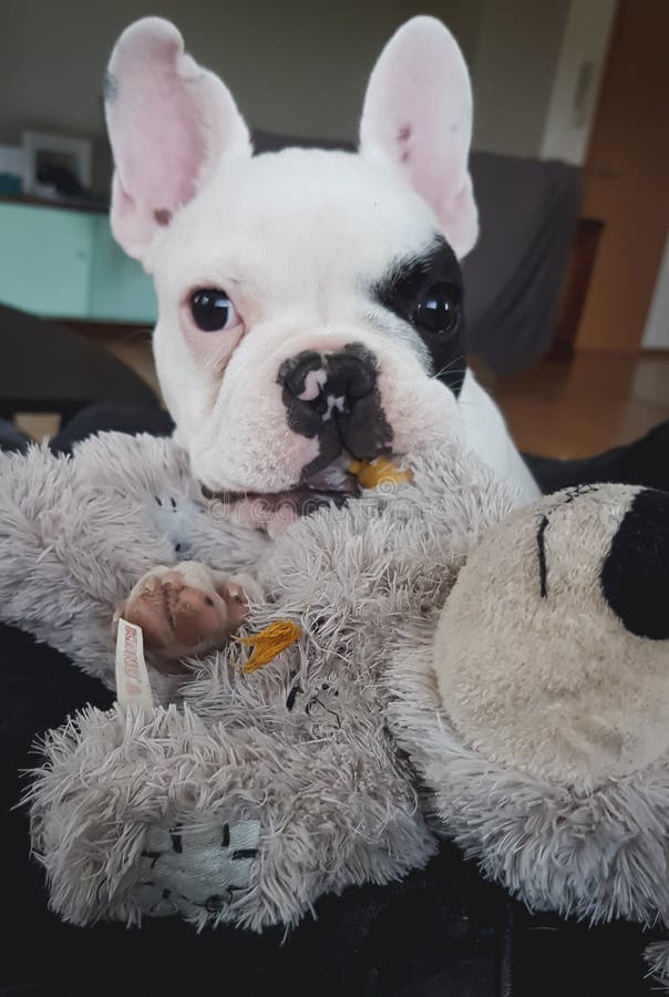 Ich Liebe Meinen Kleinen Hund Stockfoto Bild von froh, hund 1972344