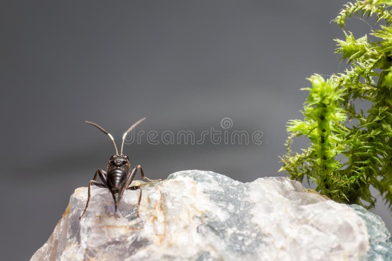 Ichneumonen Wasp (den Coelichneumon altfiolen) royaltyfri foto Ichneumonen Wasp (den Coelichneumon altfiolen) royaltyfri foto