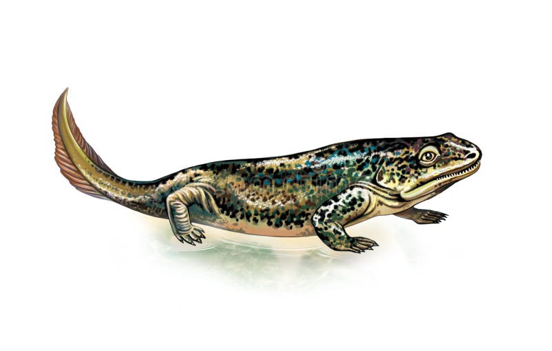 Ichtiostega To Forma Pośrednia Między Ichthyostega, Realistic Drawing Stock Illustration - Illustration of