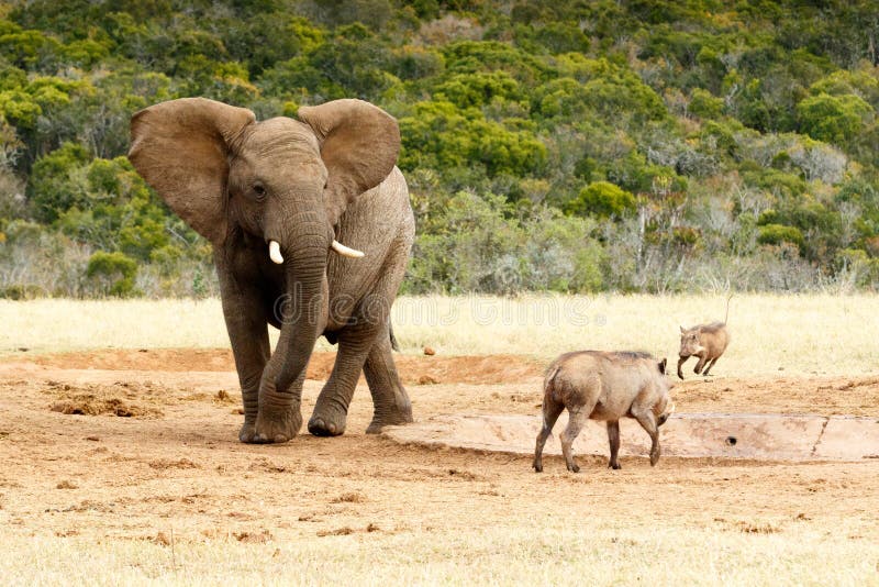 Download Ici - éléphant Toujours De Bush D'Africain Photo stock - Image du grand, national: 77160012