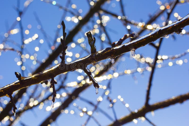 Icicles on Branches on Blue sky on sunny winter day