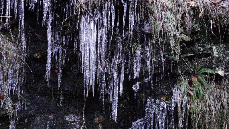 Icicles with dripping water.