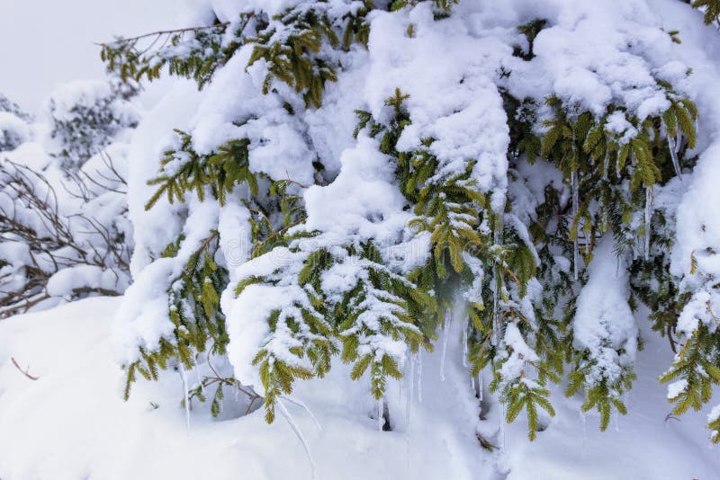 Icicles hang from snow covered branches of spruce. Christmas background. Winter landscape. royalty free stock photography Icicles hang from snow covered branches of spruce. Christmas background. Winter landscape. royalty free stock photography