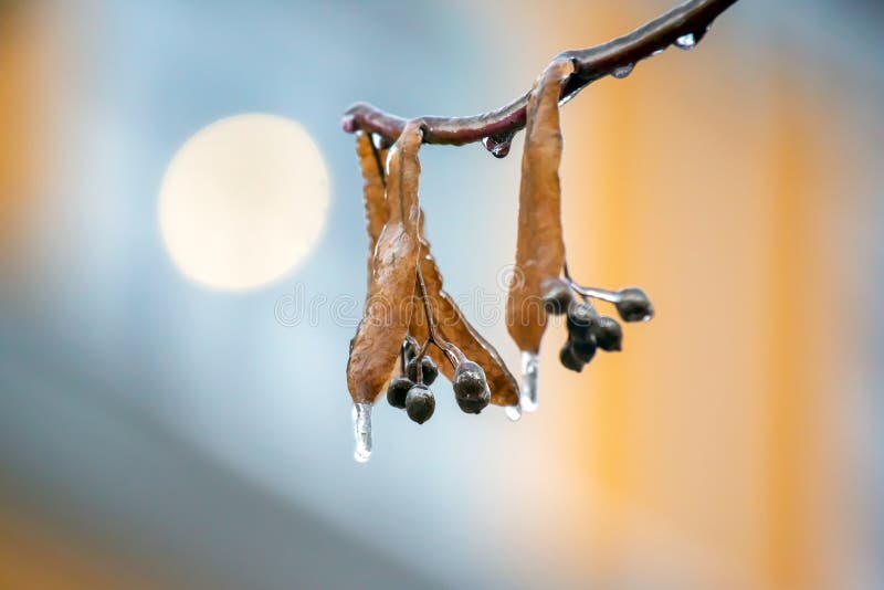 Icicles on the Ice Branches of a Linden Tree. Season of Temperature