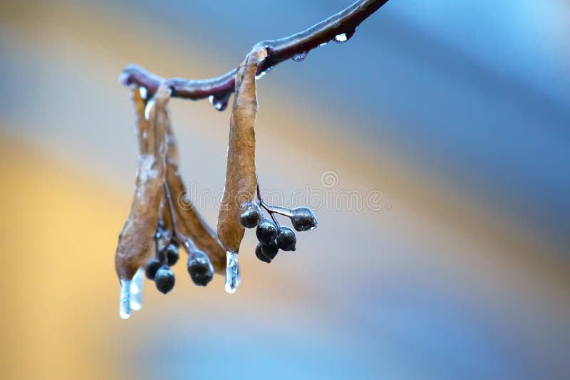 Icicles on the Ice Branches of a Linden Tree. Season of Temperature