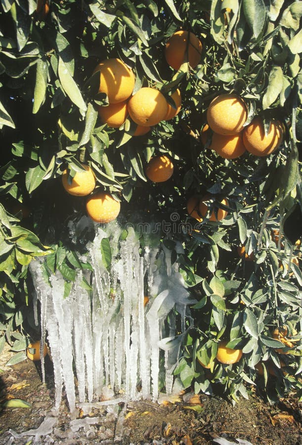 Icicles on an Orange Tree, Cuyama, California