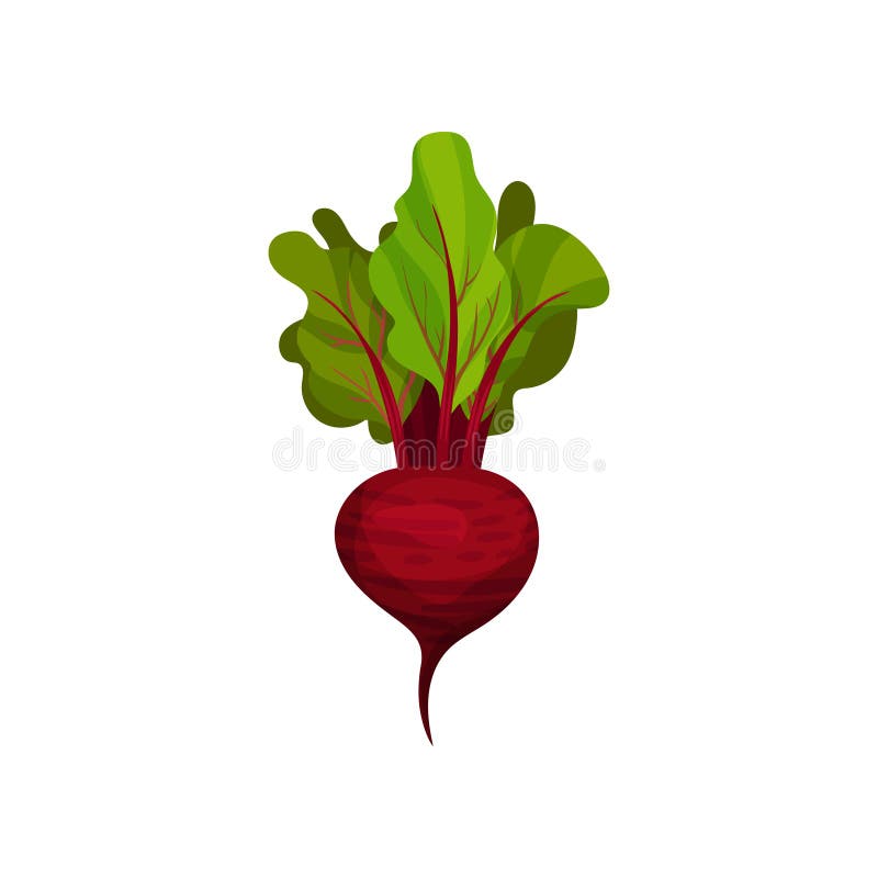 Icon of ripe beetroot with big green leaves. Organic and healthy vegetable. Natural farm food. Fresh ingredient for stock illustration Icon of ripe beetroot with big green leaves. Organic and healthy vegetable. Natural farm food. Fresh ingredient for stock illustration