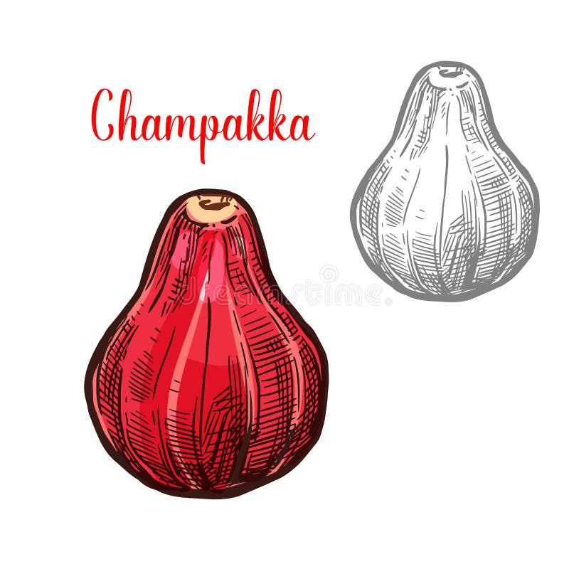 Icona del taglio della frutta di schizzo di vettore di Champakka illustrazione vettoriale Icona del taglio della frutta di schizzo di vettore di Champakka illustrazione vettoriale
