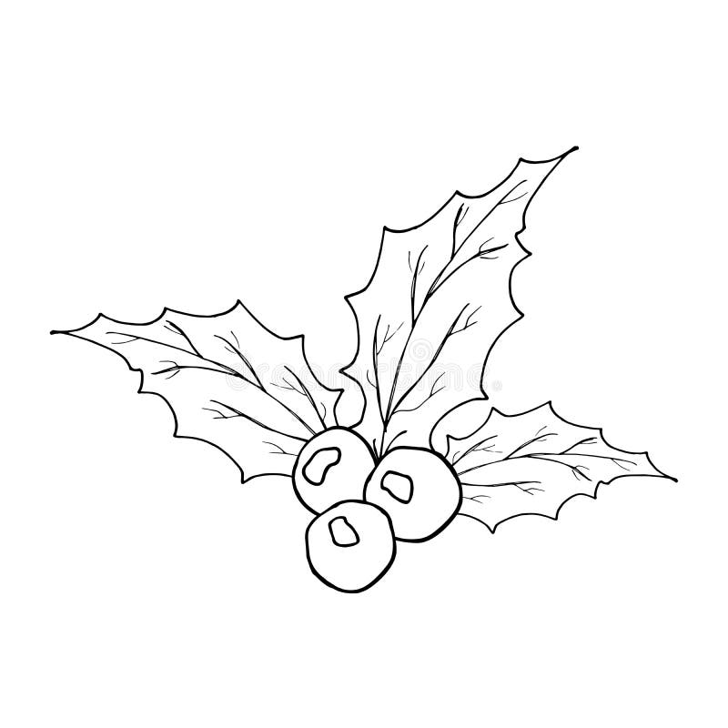 Icona disegnata a mano delle bacche e di Holly Leaves, scarabocchio di schizzo del profilo Illustrazione di vettore isolata su bi royalty illustrazione gratis Icona disegnata a mano delle bacche e di Holly Leaves, scarabocchio di schizzo del profilo Illustrazione di vettore isolata su bi royalty illustrazione gratis