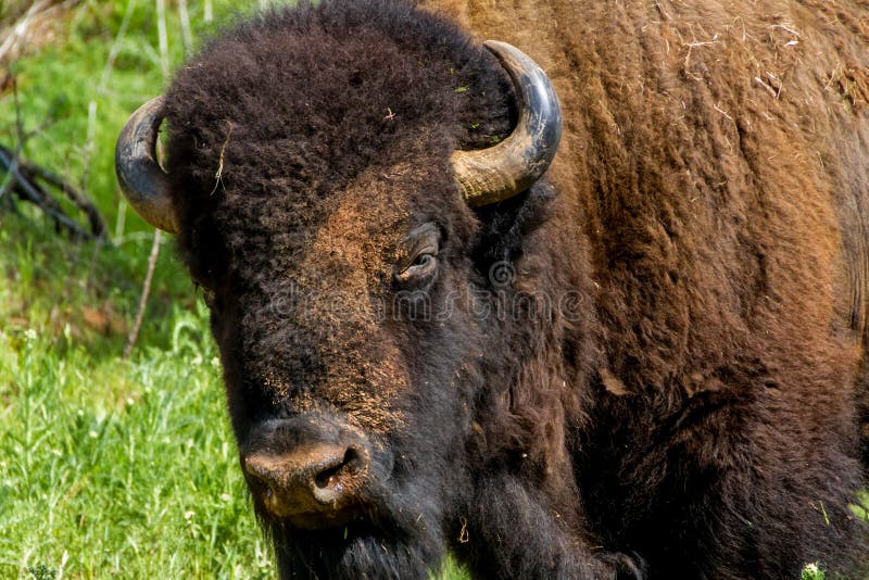 An Iconic American Bison (or Buffalo) in Oklahoma.