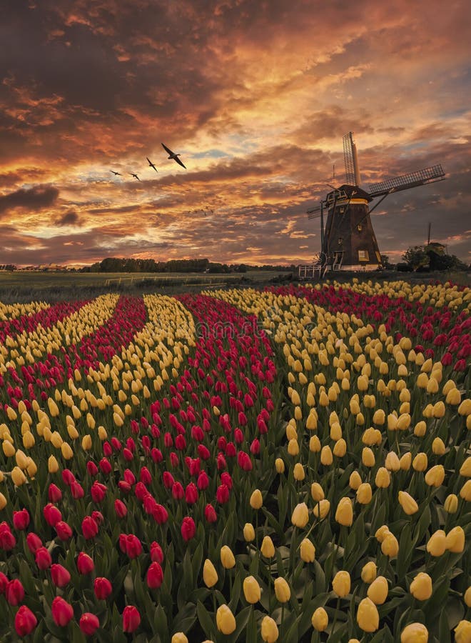 Grupo de gansos volador más alto hermoso tulipanes flores floreciente en curva Rostro contra holandés molinos de viento durante primavera amanecer.