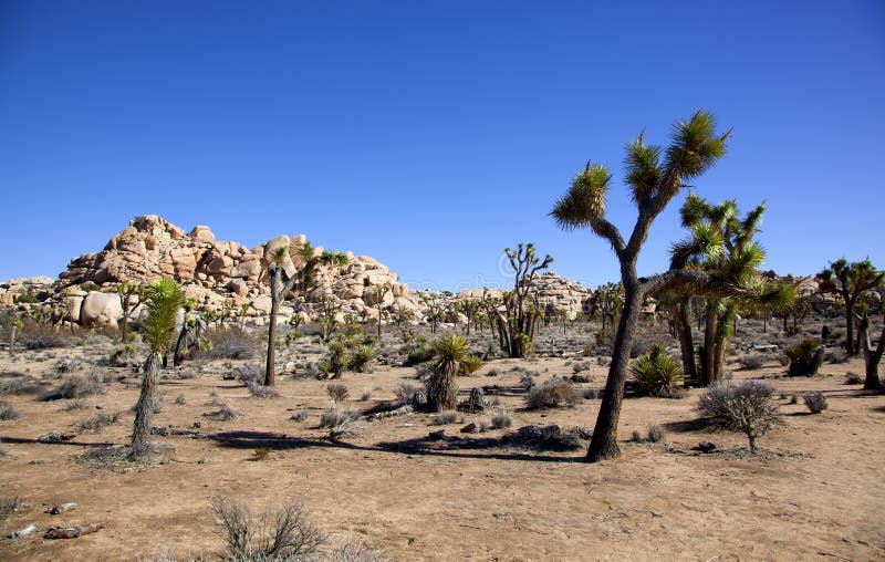 Iconic Joshua Trees And Rock Formations In Joshua Tree National Park