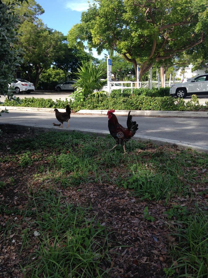 Iconic Key West Roosters stock image. Image of iconic - 122118893